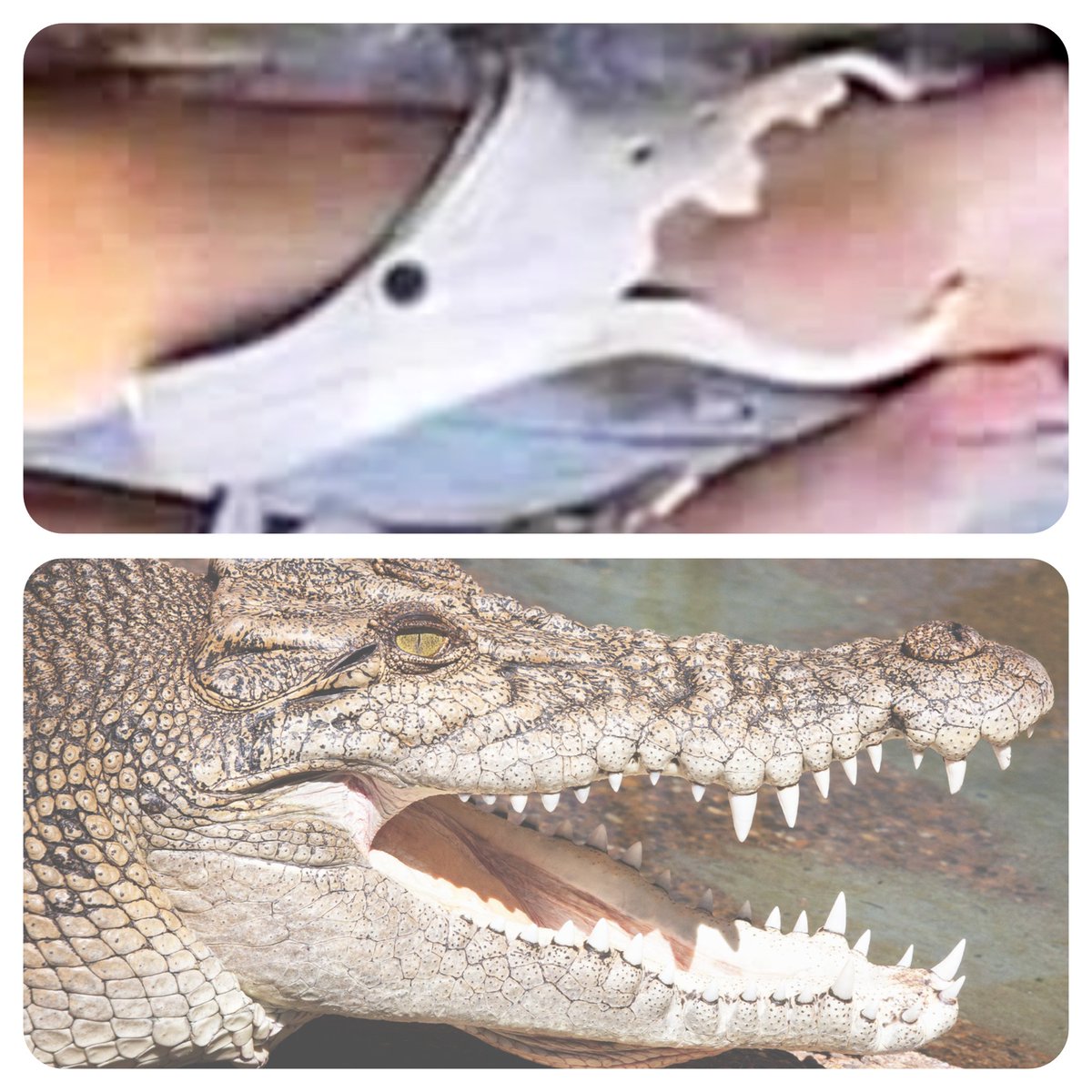 Moe Reece tweet media