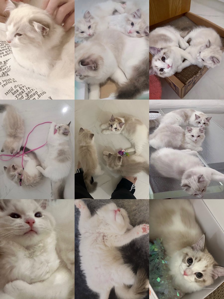 พอเอารูปมารวมๆกันแบบนี้คือเด็กๆน่ารักมากกกๆๆๆเหมือนก้อนสำลีนุ่มๆ ยืนยันครั้งที่ร้อยแปดว่าน้องแจมินเลี้ยงได้ดีจริงๆ โตไวขนสวยขาวสะอาด แมวคุณหนูแมวคนรวยสุดๆอะ หน้าตาดีกันทั้งบ้าน แต่คนคนคือคาแรคเตอร์ชัดแบบตะโก๊นนน!!! ฮือออใจเจ่บอะนึกถึงรูปพรีเดบิวต์แต่ละคนมันก็ㅠㅠㅠㅠㅠㅠㅠㅠ😭❤️‍🩹