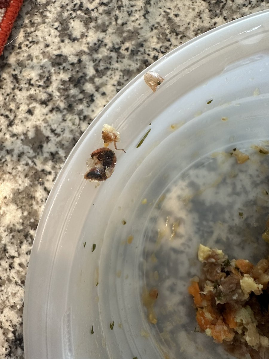 d_williams2013's tweet photo. @Nestle Wife found a cockroach (partially chewed up) in her Life Quisine Korean Style BBQ Beef Bowl. What can we do to make this right? https://t.co/umRVxndOEu