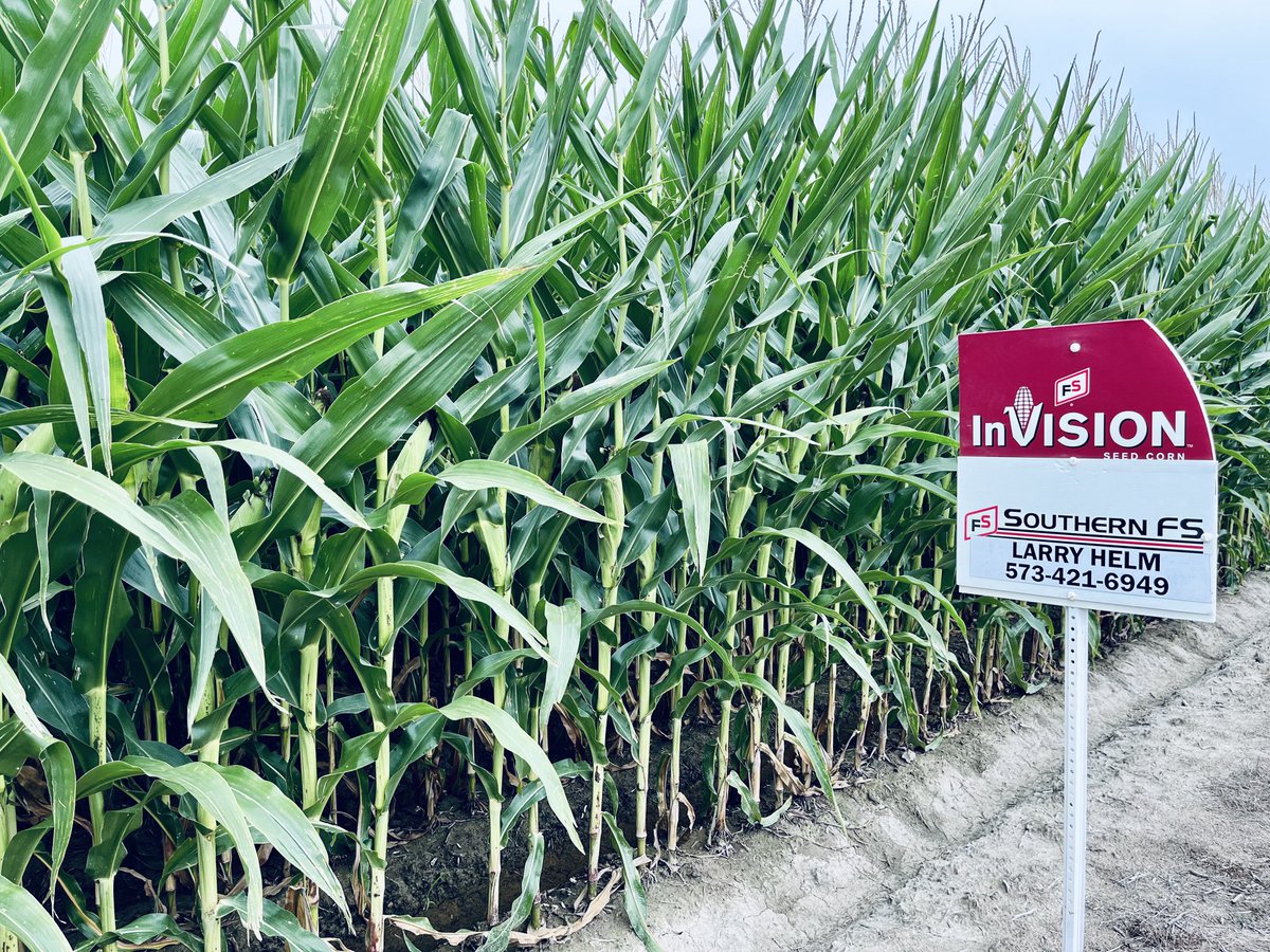 ⁦<a href="/larryhelm4/">larry_helm</a>⁩ is bringing massive yields with ⁦<a href="/InVISION_HiSOY/">FSInVISION_FSHiSOY</a>⁩ to his growers in the SEMO area!