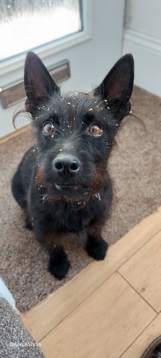 RoccoGoode's tweet photo. No Mummy I have not been destroying your flowers 😳 https://t.co/QD5FcZrJas