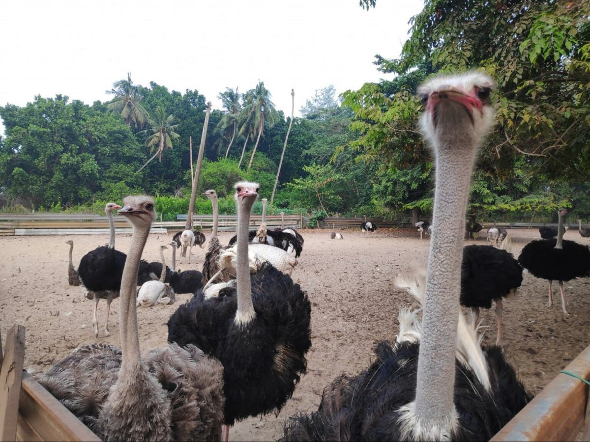 #Desaru's Ostrich Farm: Meet majestic birds up close, a feathered #adventure like no other. Get ready to ostrich-amaze! #OstrichFarm