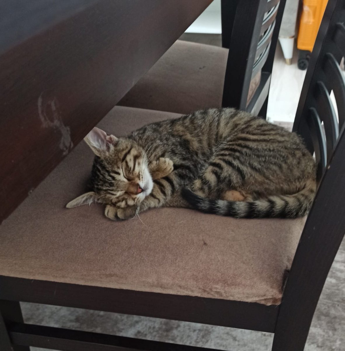 YA ŞU ÇOCUĞU ALIP EVİNİN PRENSESİ YAPACAK BİR KİŞİ BİLE YOK MU ANKARA DA 🥺
Minicik ya kapladığı yer şu kadar. Eylüle kadar vaktim var ama hala yuva yok. Normal kediden hiçbir farkı yok sadece denge problemi var. İlaç kullanıyor.Sokakta yapamaz nolur paylaşın bulalım  yuvasını 😔