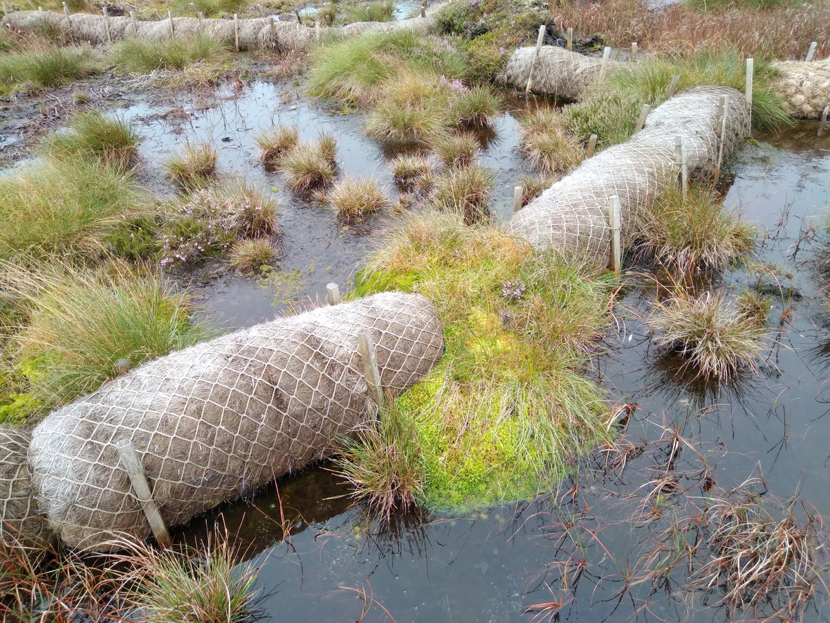 Possibly my favourite clump of sphagnum anywhere. I'm not even sure of the species, I just love how this huge dollop has established itself in this coir bund.
#SphagnumMonday