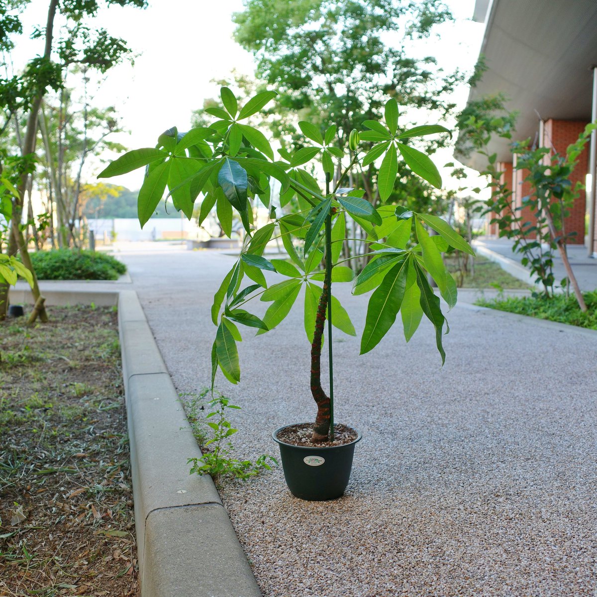 nikkinoko's tweet image. 植え替えた。#day1939 #pachira #propagation #1939日目