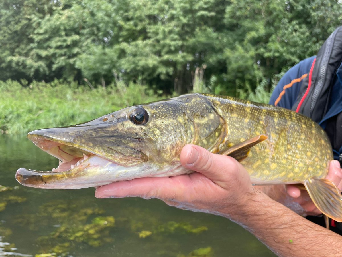 EnvAgencyAnglia's tweet photo. We have completed our fish surveys on the River Stour.

The surveys provide valuable long-term data on the health of our rivers. 

When uploaded you will be able to see the results here: https://t.co/2U0StlagD1

These snaps were taken at Lamarsh #Essex #Fish https://t.co/YREwGDbK5G