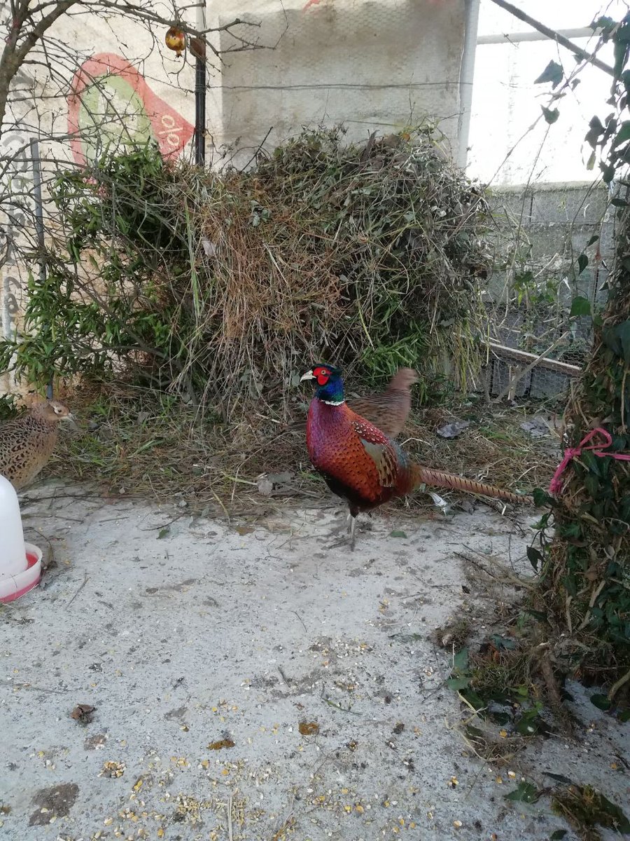 pheasantbabol's tweet photo. قرقاول آمریکایی😍
#ringneckpheasant
#pheasant #birds
#قرقاول #پرنده
#قرقاول_آمریکایی https://t.co/4t2CeLNLLI