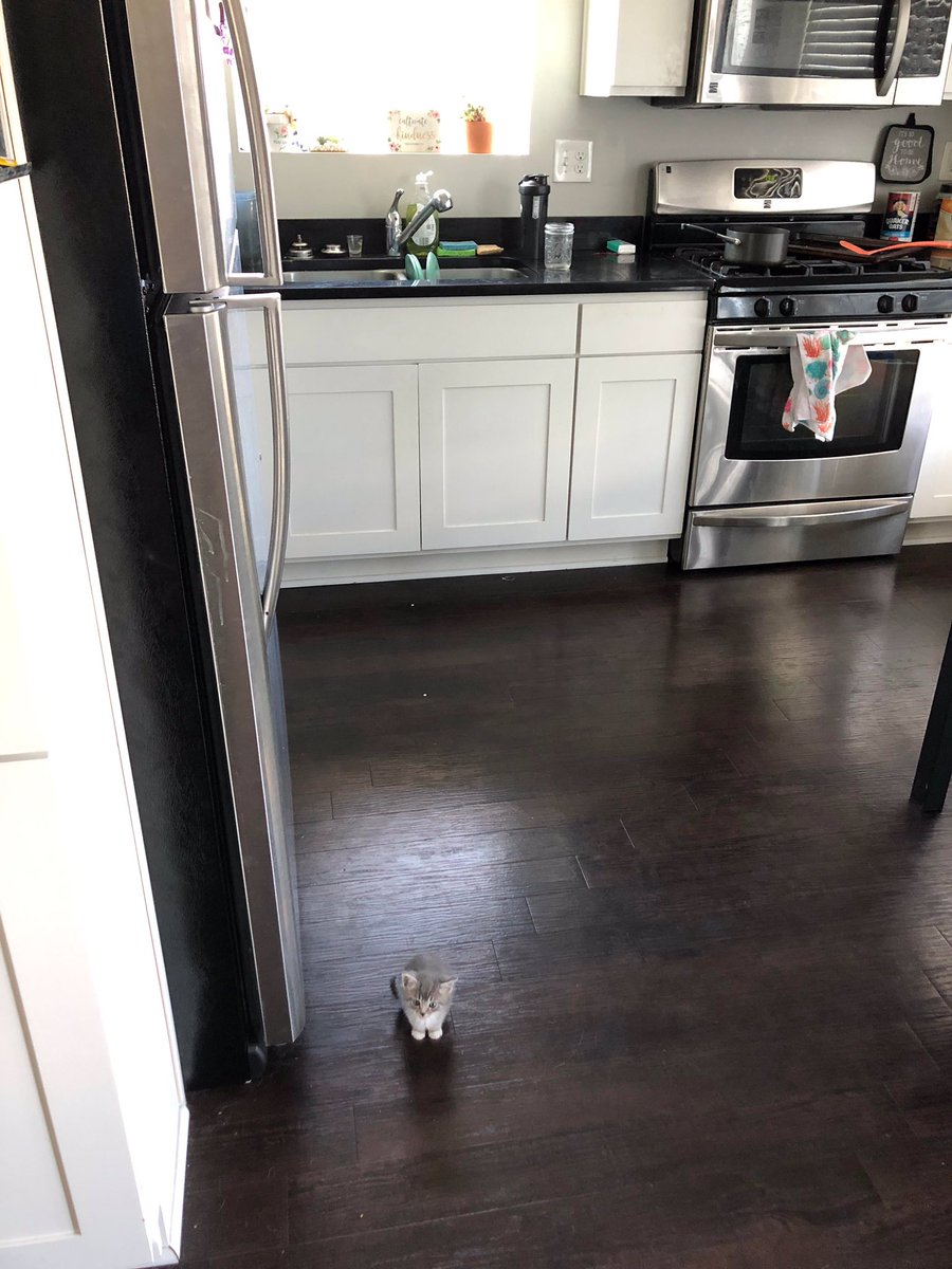 Why you should have a cat tweet media