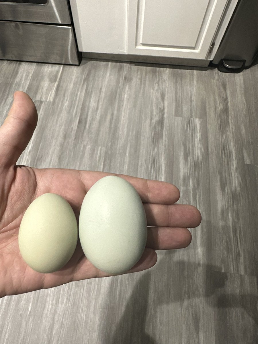 RizzyRea's tweet image. Getting these for free is nice though 🥰