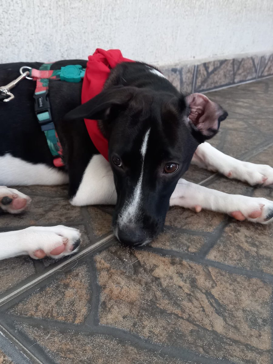kaotinho's tweet photo. Galera, infelizmente nossa Milka foi devolvida. Não iremos lamentar, pois qnd isso acontece eles sempre encontram a família de verdade. 

Ela é bebezona, brincalhona, tem bastante energia, seria legal ter um irmãozinho 🐶 ou tutor que tenha tempo para passeios.

SP. 99682-6099 https://t.co/jx7R9SeDte