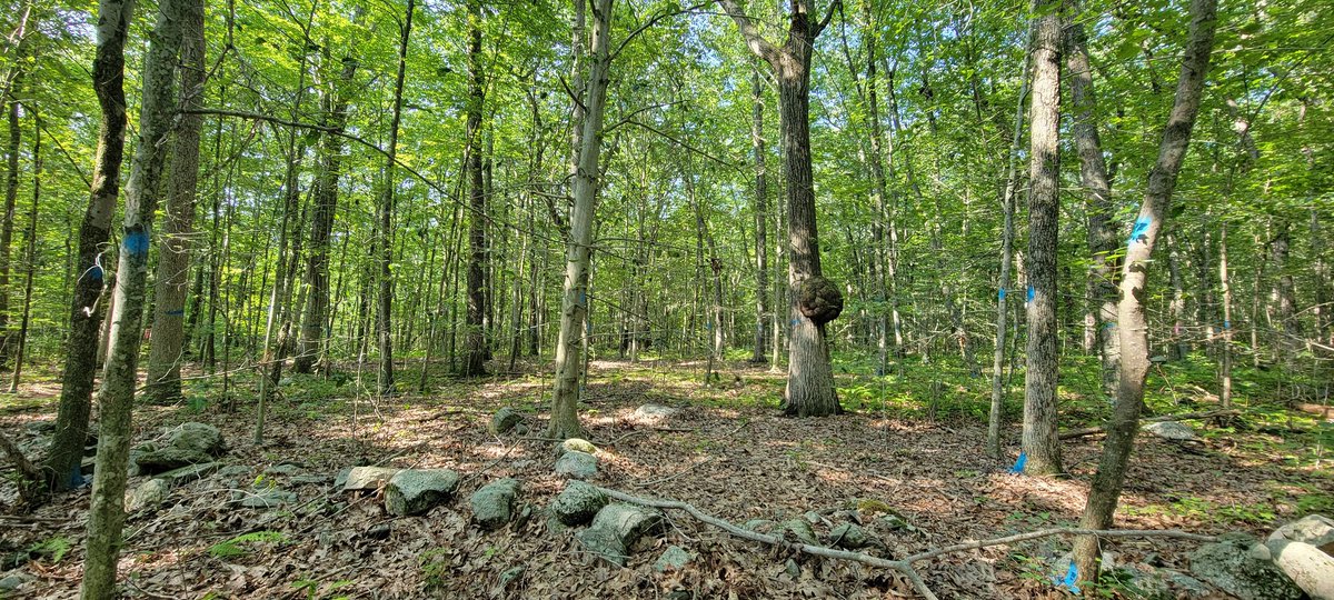 MeghanCahill3's tweet photo. Shortly after moving to CT, I decided to visit every #CTStateParks (110 parks, 32 state forests)! And this weekend I visited my 48th, 49th, and 50th park 🎉 Huge thanks to @CTDEEPNews for maintaining all these incredible natural spaces 💚 https://t.co/uK1GBCO7qC