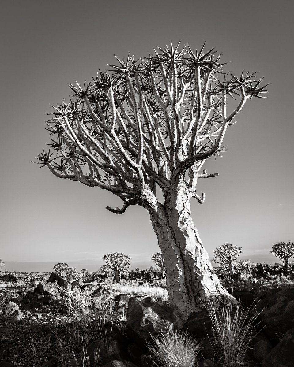 themullerfiles's tweet photo. A quiver tree is like a good red wine, it only gets more beautiful with age.

#quivertree #namibia #blackandwhitephotography https://t.co/2nMxFEOI38