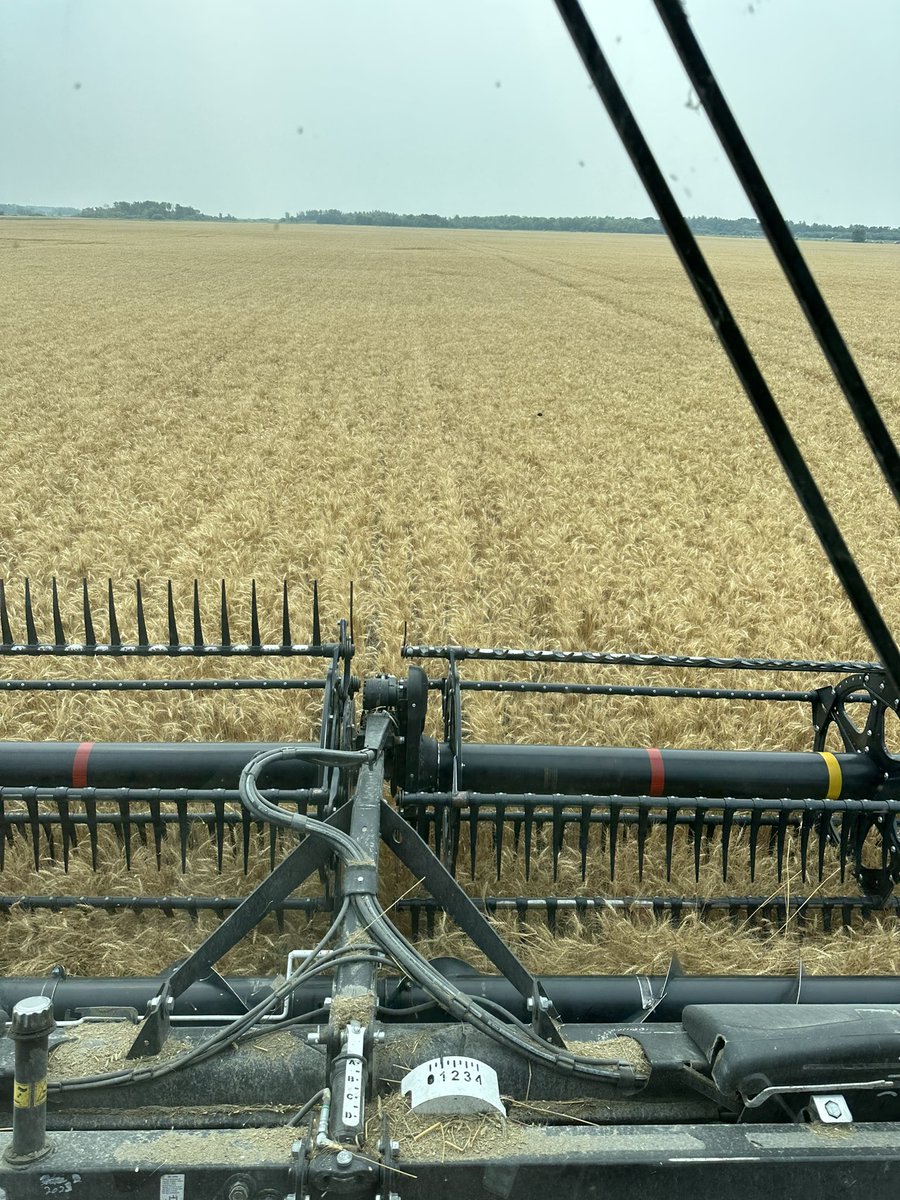 rpbrunel's tweet photo. #Wheat some spring wheat going in the bin today! #harvest23 #Cardale https://t.co/IbqbIu4CPQ