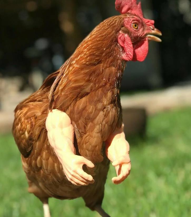 raybelty's tweet photo. @master_binance The Chikun is no longer just a meme - it's a symbol of a new kind of crypto that's all about community and movement. Join in with #ChikunCrypto #ARISECHIKUN #Chikun $CHIKUN @chikuncoin🐔🔥🌕💰 https://t.co/D28kTDw02l