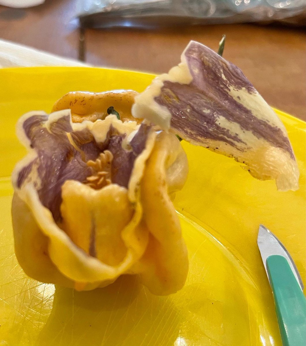 ThePepperPimp's tweet photo. So one of the Pepper Pimps grew this bad ass pepper.. She started out Purple then went Peach color keeping the purple veins inside.
Thoughts🌶️
#hotsauce #crazyhotsauce #hotpepper #7pot #reaper
@CarlSian @chilihead77 @pepper_geek @HotSauceBlogger @thespicygnome @midlandghost https://t.co/53YSnrExgu