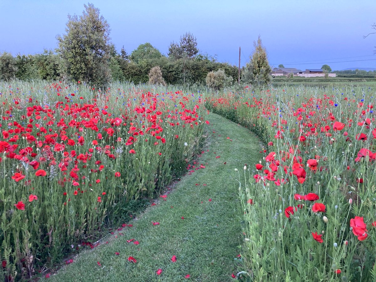 "Amidst the poppy garden, I find my way, walking through a sea of crimson dreams, where hope blossoms with every step I take." 

Thank you to Colin P for sending us this fabulous photo of his wildflower garden earlier this summer, just before the corncockle and marigold bloomed