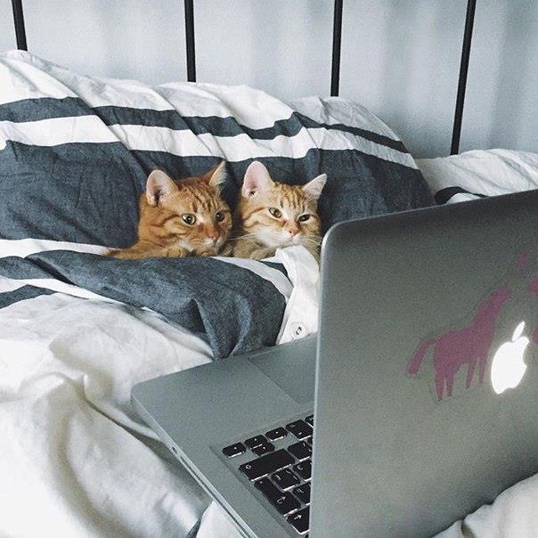 catshealdeprsn's tweet image. What are they watching?