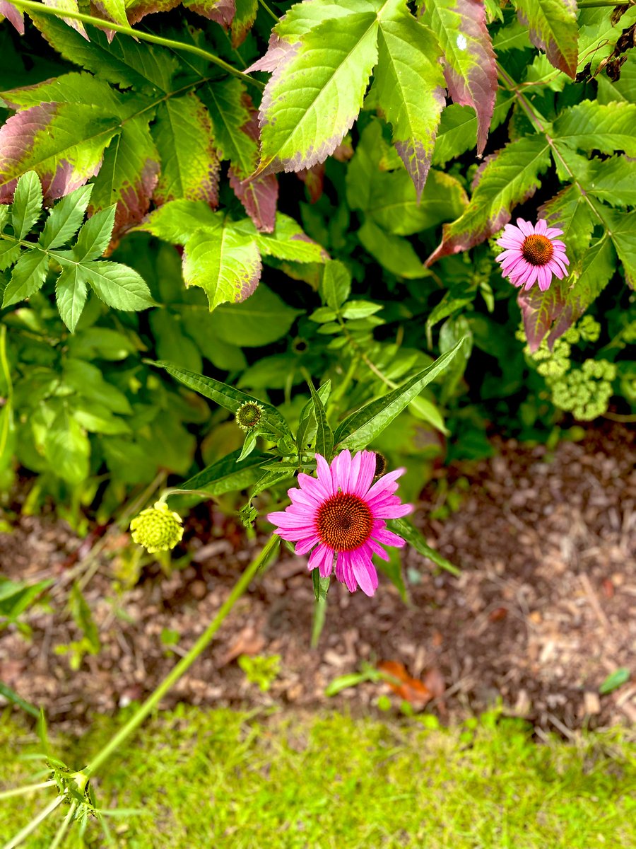 FortRoyalFriend's tweet photo. Always be proud to stand out!! 🤩 🌸
#FortRoyalFriend #FortRoyalPark 🍃 #FortRoyalThoughts #FortRoyalVibes
#MondayMotivation #MondayHappy #MondayFeels #MondayHappiness #MondayMood #MondayThoughts 🖤 #MondayFunday #MondayGratitude https://t.co/KyqBxLIgXW