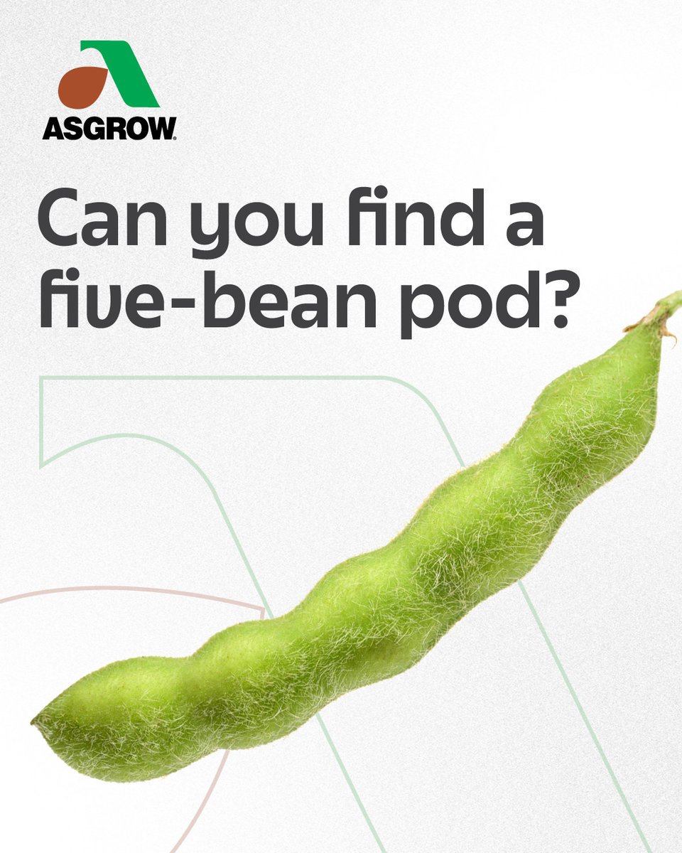 Asgrow_DEKALB's tweet photo. The #Asgrow Five-Bean Pod Challenge is here. If you find one of these storied bean pods, snap a pic and share. There are bragging rights in it for you – and maybe a bit more. 🌱 

#SoybeanExpertise #XFSoy @BayerTraits https://t.co/6X2pCwZfmG