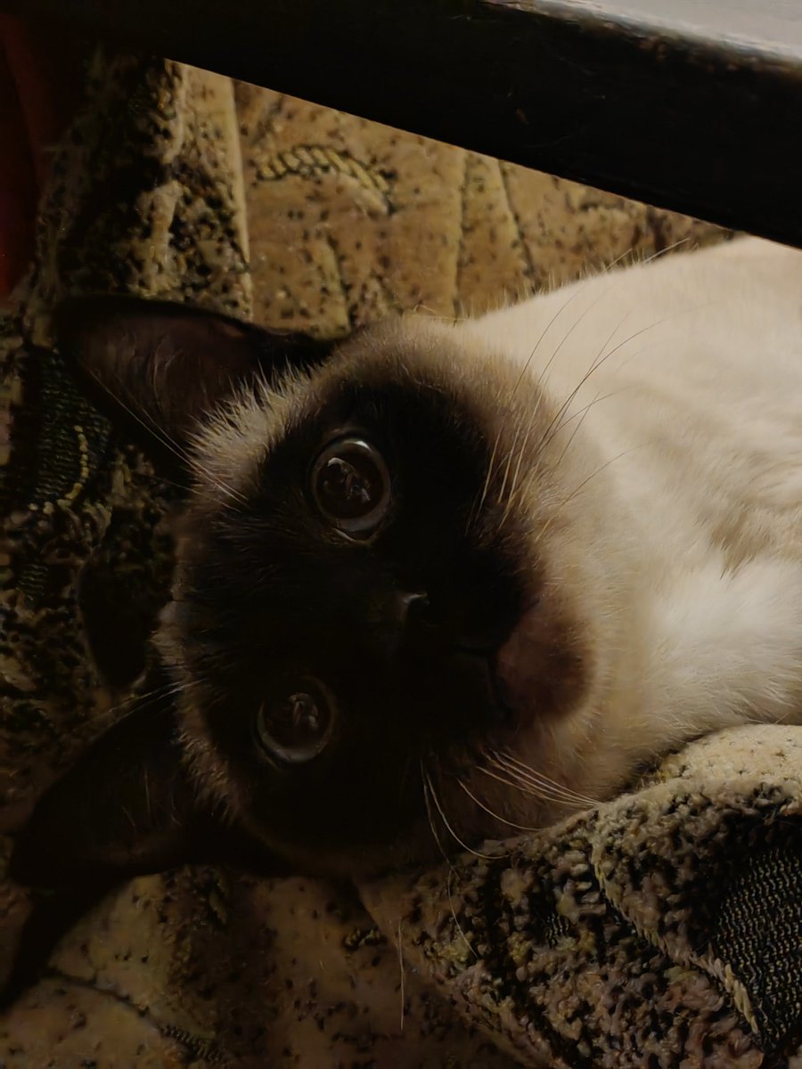 likeanalchemist's tweet photo. в типографию сбегала успешно, сказали в сентябре, когда все свои дела закончу, могу прибежать снова и устроиться наздоровье (О` ▽ ´О)✨

за последние сутки у меня случайно появилось много Плюшки в галлерее, делюсь с вами хорошим https://t.co/S0B4P3eyZh
