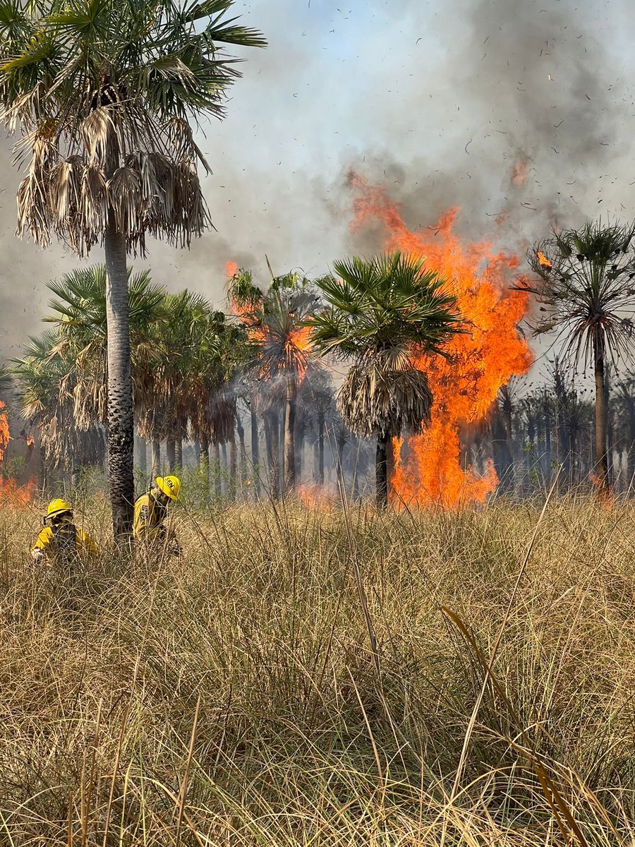 #AHORA | Reporte de un incendio de pastizal - forestal en la zona de Emboscada. Bomberos SEN ya se encuentran en campo para apoyar el combate al incendio 🔥🚫