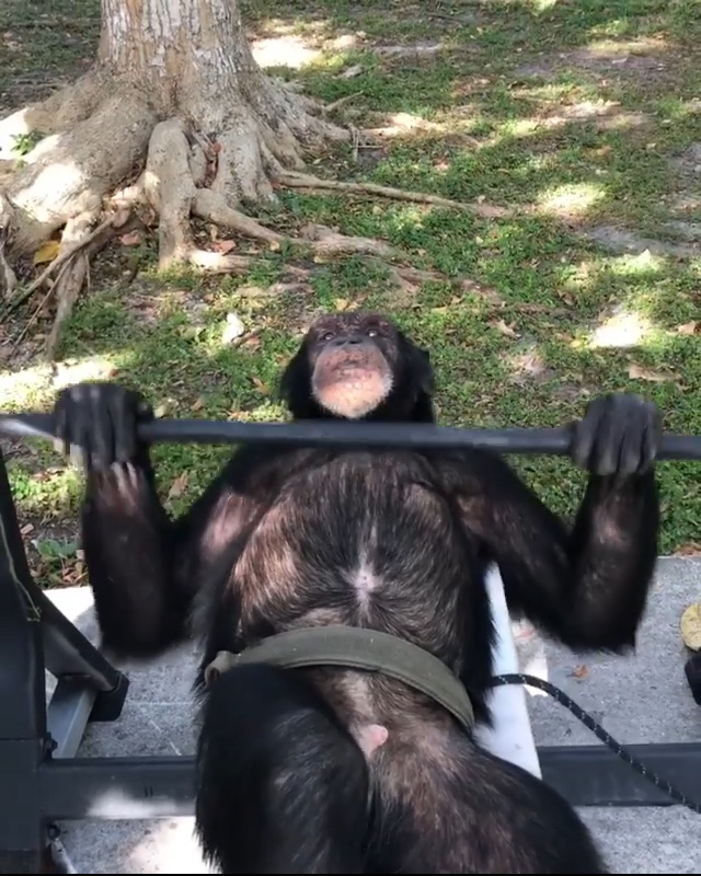 push day at gym. endorphins. feeling good