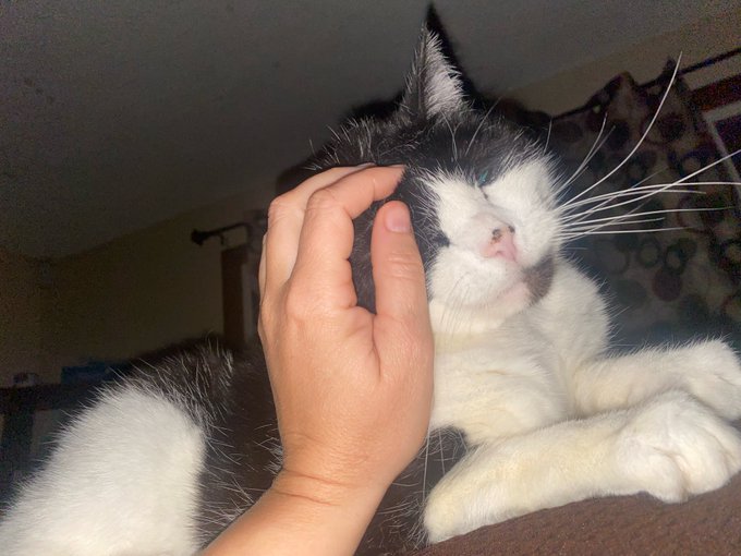 I&rsquo;m feeling pretty chill about the loss of my cat today. Oliver cat died almost instantly.  It was probably