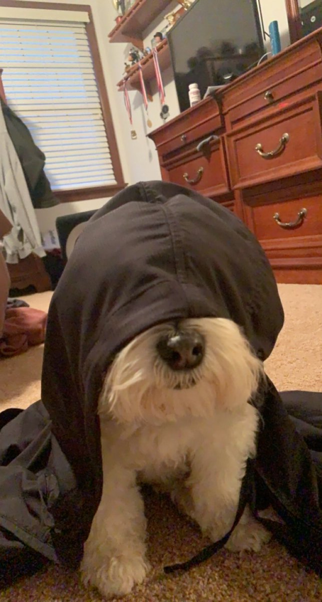 Bringing back the old Twitter picture in honor of the legendary Maya