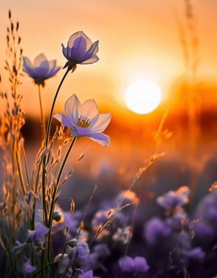 SantosQueilac's tweet photo. @57bb172187eb44b Boa tarde... https://t.co/IkKirEgQYJ