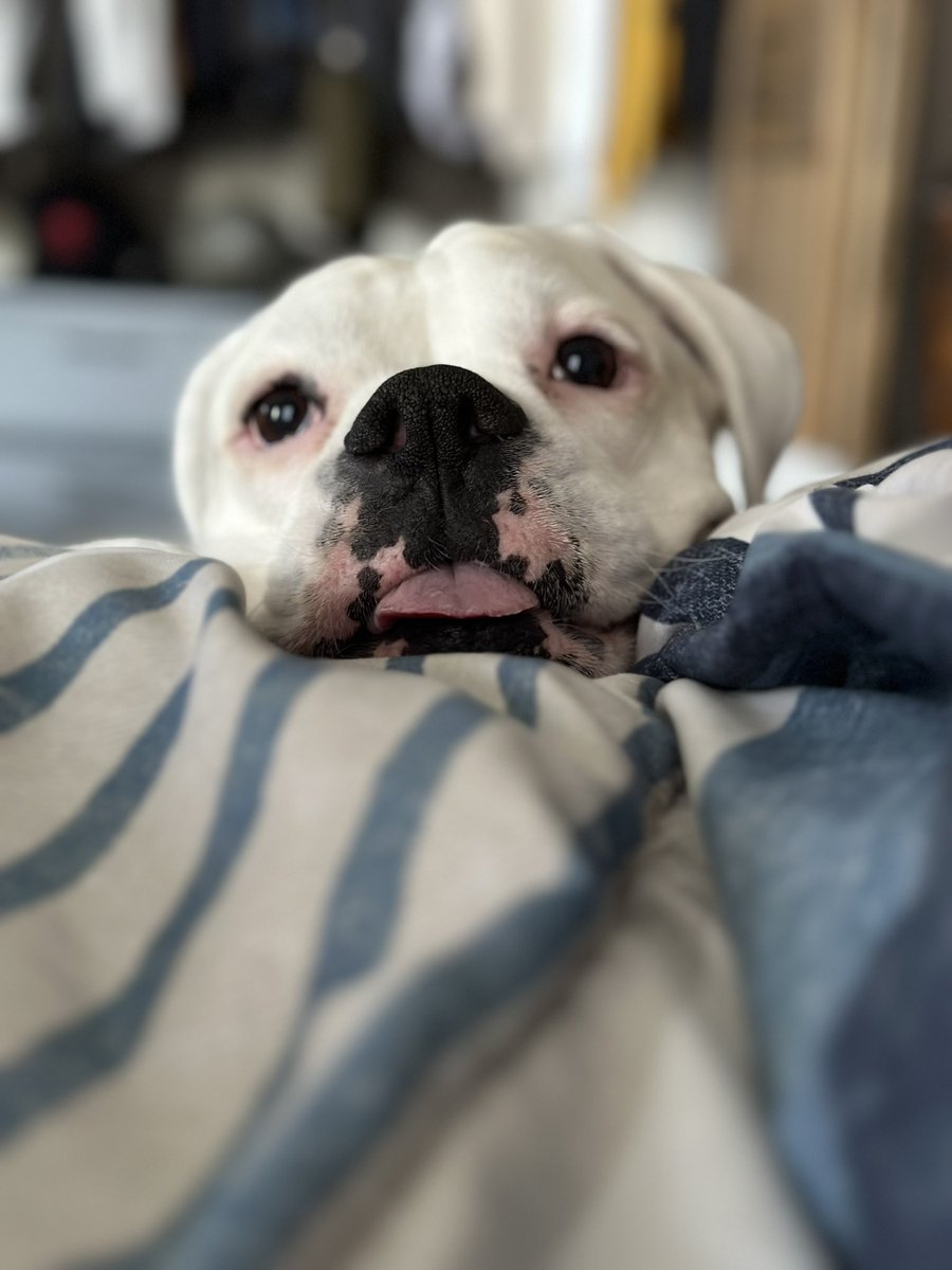 Layla_the_Boxer's tweet photo. When it’s been 3.5 minutes since the last play sesh and you need your mom’s attention pronto https://t.co/k1zfG7OZSW