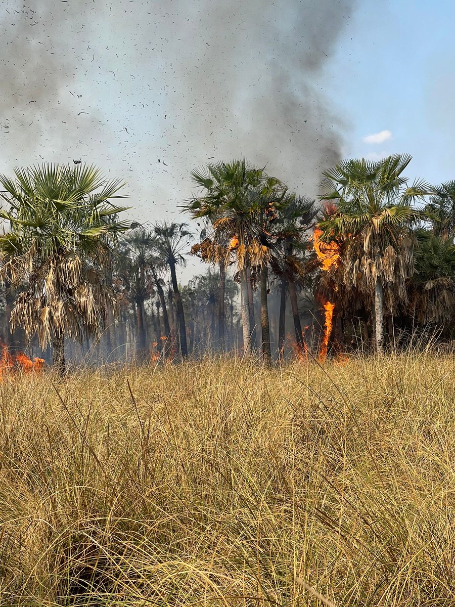 #Ahora  | Apenas tomo conocimiento del #IncendioForestal desatado en Emboscada, la ministra <a href="/ZunyBorja/">Zuny Borja (Gladys Zunilda)</a> dispuso el traslado inmediato de los miembros de la Brigada Forestal y la logística necesaria para apoyar en el combate al incendio.