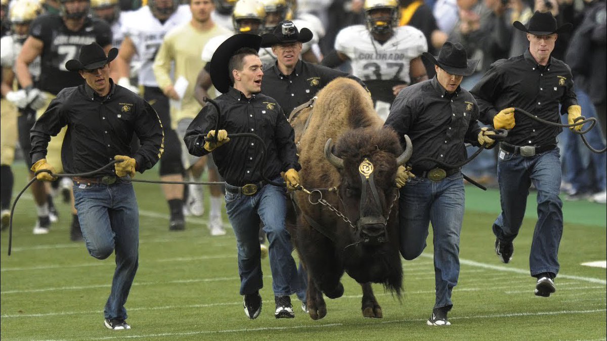 CFBspace's tweet photo. #CFB is full of tradition, and of the best is the mascots. Teams like LSU, Texas, Georgia, and Colorado have some of the games best live mascots. Who’s your favorite live mascot? Let us know! ⬇️ 

#Bevo #UGA #RalphieBuffalo #MikeTiger https://t.co/K12N6ig39C