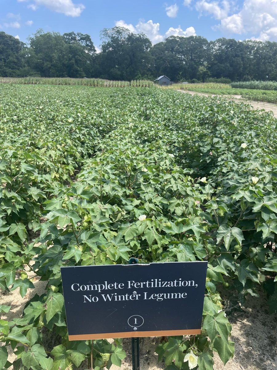 Differing severities of potash deficiency. When we say “no potassium”, we mean for over 110 years. Soil test K is about 30 lbs per acre.
