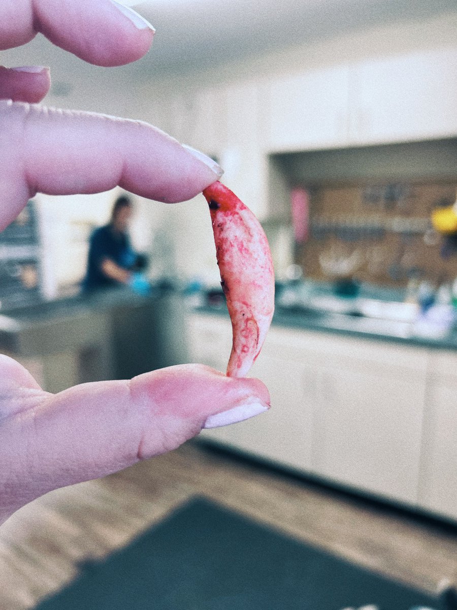 randieamaro's tweet photo. The size of this tooth 🫨 https://t.co/YT4TSNg3NB