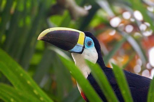 Gabrielasjr's tweet photo. AMAZONAS, Importancia Estratégica  (I).

El área biogeográfica del Amazonas es una extensión  de aproximadamente 7.8 millones de Km2. Mayoritariamente cubierto por ecosistemas de bosque, convirtiéndose en el bosque continuo más extenso sobre el planeta, es decir ~5% de la superficie terrestre
del planeta, un 40% del área de los bosques tropicales del mundo.

La gran dimensión de este mosaico de socioecosistemas, que incluye diversidad de pueblos indígenas, diversidad de ecosistemas de bosque, sabanas y humedales, le confiere una relevancia sin igual sobre la homeostasis del planeta, incluyendo su influencia sobre el clima global y regional, especialmente la precipitación, también sobre los ciclos biogeoquímicos,
especialmente del carbono y del agua, y sus características únicas en diversidad biológica y
cultural. 

Los ecosistemas amazónicos albergan alrededor el 40 % de la selva tropical que aún existe en el mundo, el 25 % de la biodiversidad terrestre y la mayor cantidad de especies de peces que ningún otro sistema fluvial.
 
Se estima que almacena al menos 150.000 y 200.000 millones
de toneladas de carbono (Malhi et al., 2006; Saatchi et al., 2011). Entre los sistemas que más almacenan carbono, tanto en biomasa en pies como en el suelo se encuentran los
humedales. Globalmente el Amazonas concentra la mayor área de humedales del planeta.

Brasil (el país con más humedales), Colombia (número 9) y Venezuela (Número 10) son los  países Amazónicos que se encuentran entre los 10 primeros países con más área de humedales  a nivel mundial (Gumbricht et al. 2017, Mendez-Vallejo y Moreno-Villalobos 2022).

El área biogeográfica del Amazonas es el hogar ancestral de al menos 350  comunidades indígenas, que son también una manifestación del reflejo de la diversidad cultural, histórica y patrimonio de nuestros pueblos.

#CienciaParaLaVida