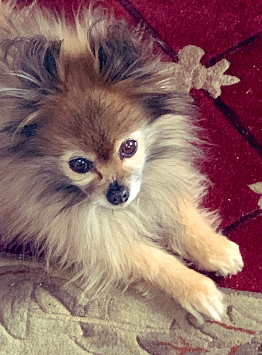 sevensevenok's tweet image. I did this one for you Lucky 💜
Never evolving.  Always will remain just as is for you my Chien 💜 Miss you very much .  
#PokemonGO #Pokemon  #Chien #Moments #Pomeranian #RestInPiece