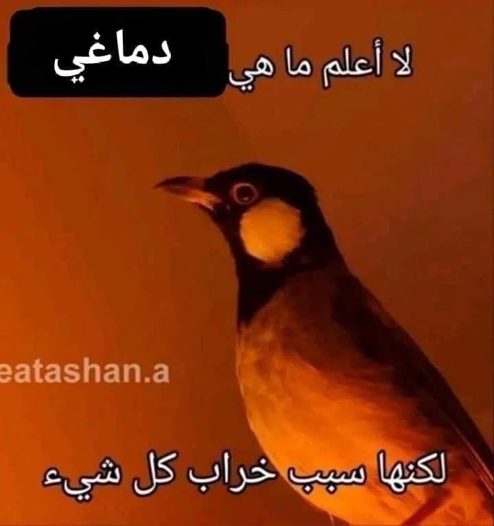 ميمزاوي باشا (@memesawyy) on Twitter photo 