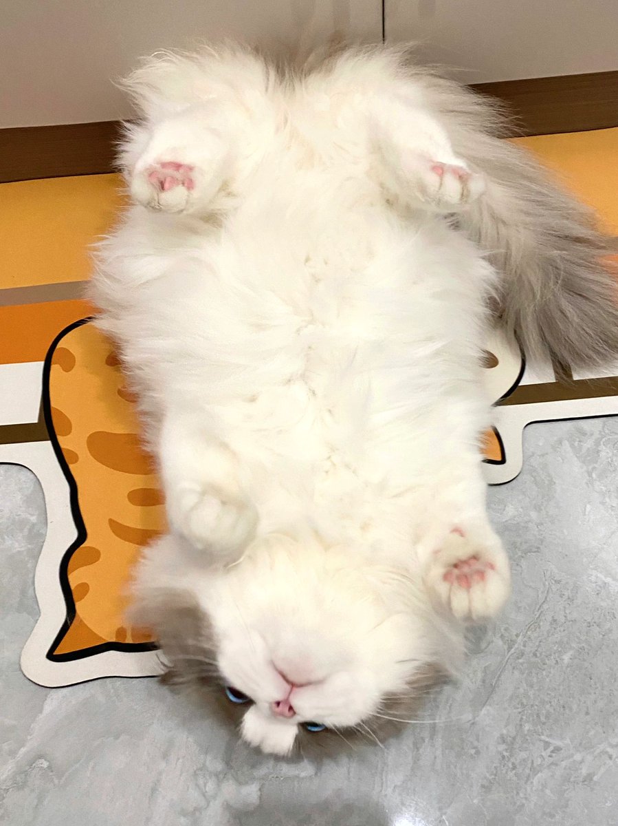 daltonmwapoa's tweet photo. My cutie baby🤍😾 https://t.co/FVh23GntNl