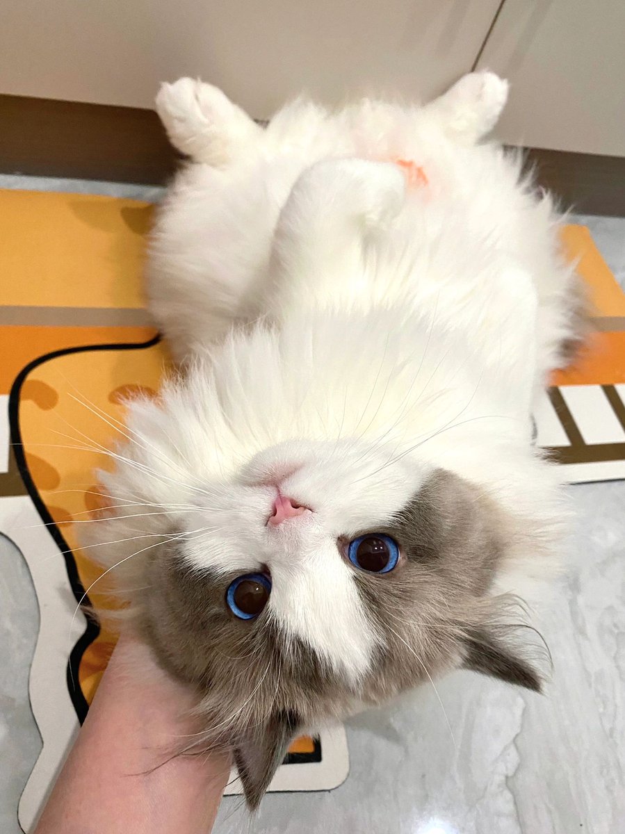 daltonmwapoa's tweet photo. My cutie baby🤍😾 https://t.co/FVh23GntNl