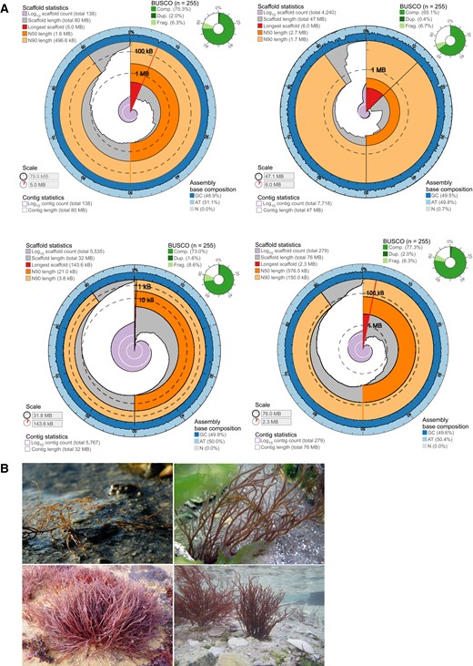 Genome Reports are now Genome Resources to encompass community genomic resources. In our inaugural paper, @Aga_Lipi and @quooddy present a new resource for #Gracilaria genomes along with the Rhodoexplorer Consortium @SBRoscoff @UABBiology @MPI_Bio buff.ly/3KnBhTm