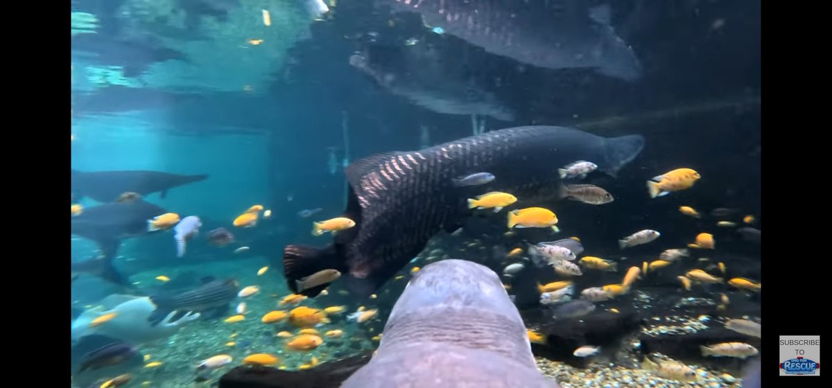 JoeMcBride419's tweet image. How cool is THIS!!? 
@ohiofishrescue 
#TurtleCam 😁 #YouTube
#Aquarium #PoolPond #MonsterFishKeepers #RiverMonsters
This is one of the coolest videos I've seen in a while!

youtu.be/heriwPqreZ0
