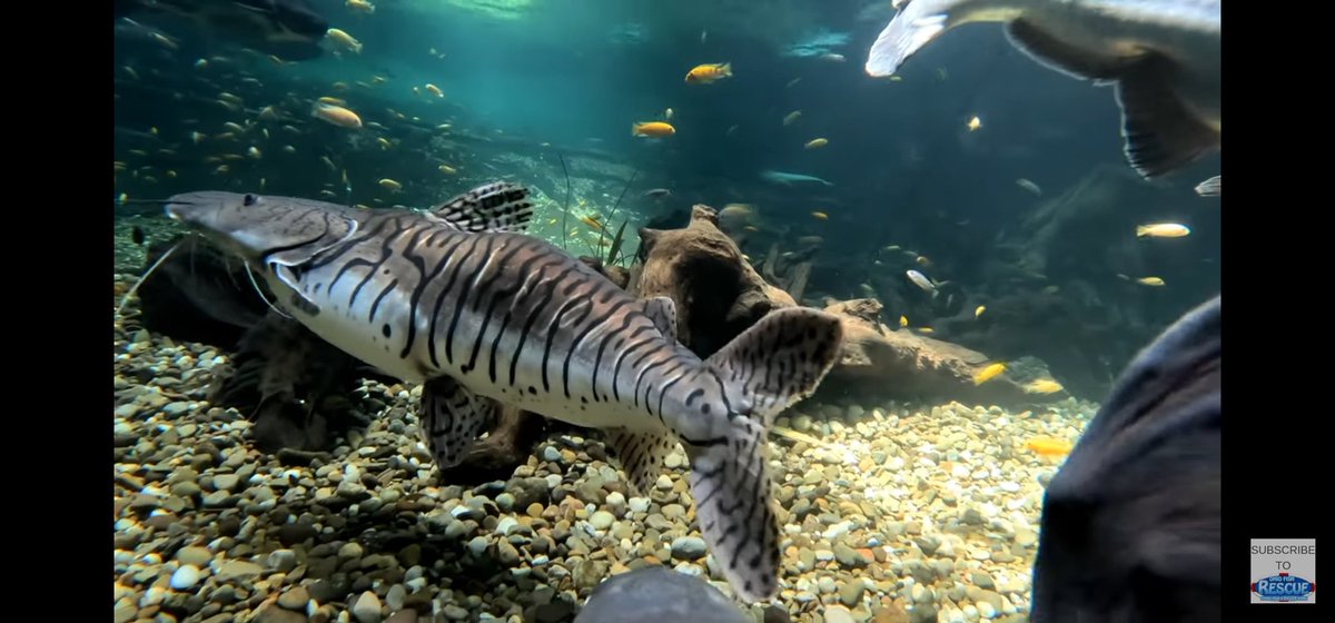 JoeMcBride419's tweet image. How cool is THIS!!? 
@ohiofishrescue 
#TurtleCam 😁 #YouTube
#Aquarium #PoolPond #MonsterFishKeepers #RiverMonsters
This is one of the coolest videos I've seen in a while!

youtu.be/heriwPqreZ0