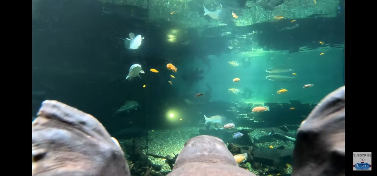 JoeMcBride419's tweet image. How cool is THIS!!? 
@ohiofishrescue 
#TurtleCam 😁 #YouTube
#Aquarium #PoolPond #MonsterFishKeepers #RiverMonsters
This is one of the coolest videos I've seen in a while!

youtu.be/heriwPqreZ0