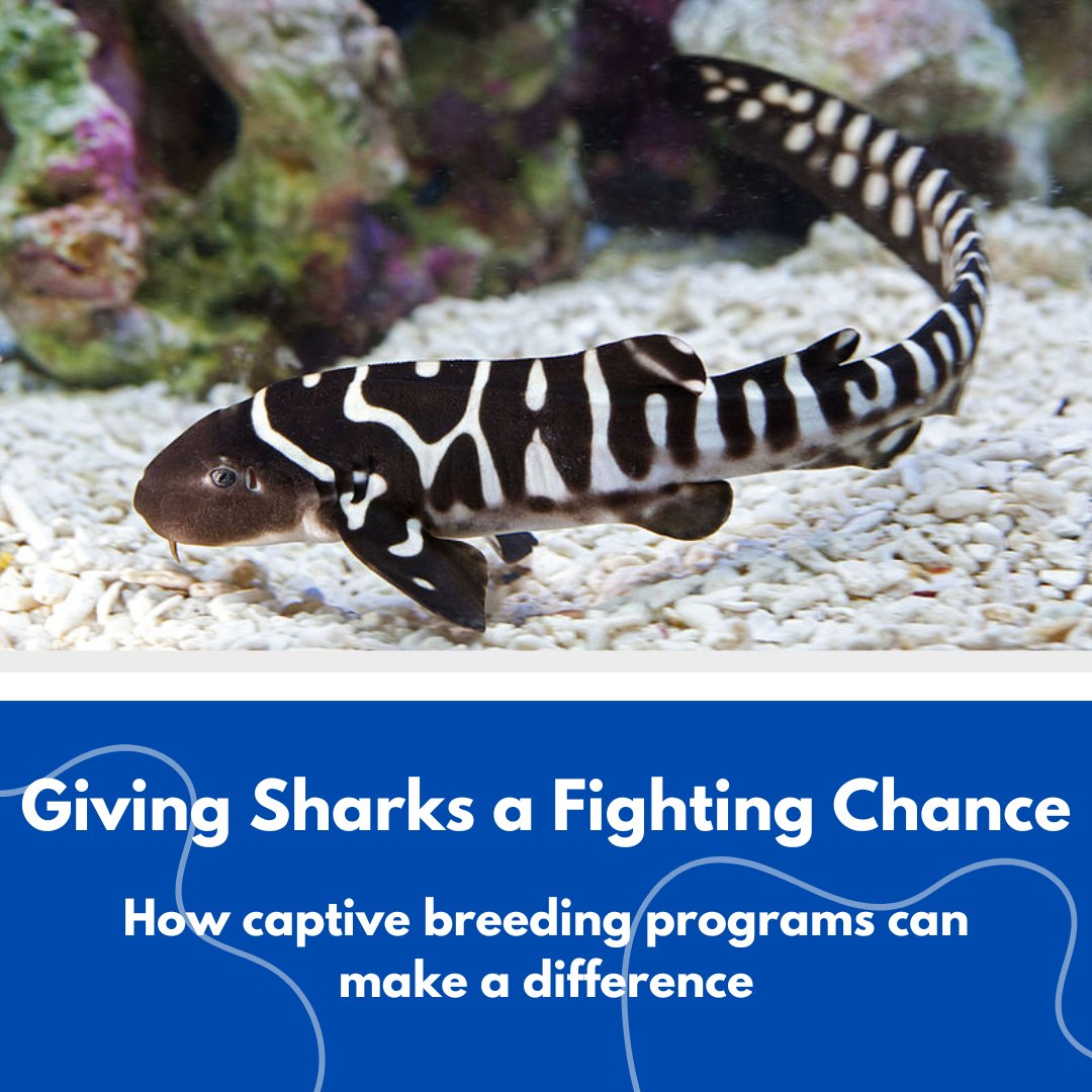 teamfinfree's tweet image. ReShark is an initiative with over 80 aquariums and environmental organizations partnering to launch a captive breeding program for sharks that will reintroduce threatened species into the wild. conservation.org/blog/how-an-ex… 
#Sharkwater #SavingSharks #ZebraShark #RobStewart
