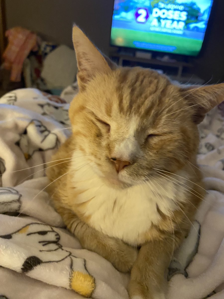 11c6558cc63241f's tweet photo. #SimplifyYourLifeWeek Get a cat or 2 or 3 or 10! https://t.co/vc1NUb9h7T
