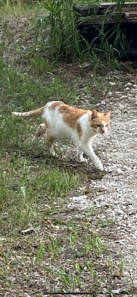 11c6558cc63241f's tweet photo. #SimplifyYourLifeWeek Get a cat or 2 or 3 or 10! https://t.co/vc1NUb9h7T