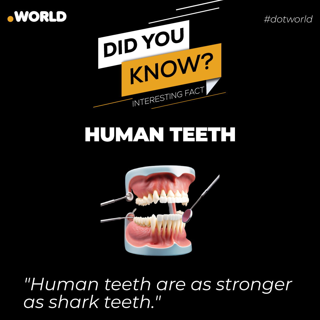 dotworldfacts's tweet photo. Human teeth may not be as strong as shark teeth, but they are impressively durable, built for biting, chewing, and grinding various foods throughout our lives.
#interesting #interestingfacts #interestingnaturefacts #interestingnaturalfact #ispr #MeinOnARY #dollar https://t.co/sdlmNiyPx2