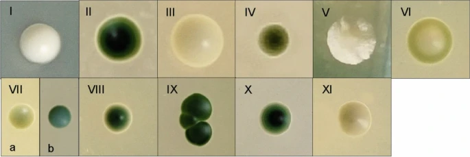 yakzaf's tweet photo. Isolation and identification of native yeasts from the spontaneous fermentation of grape musts.
#nativeYeast #grape #fermentation
https://t.co/roEGaBbk6d
@Archives_Micro
@uneroficial https://t.co/iOROnz5nxk