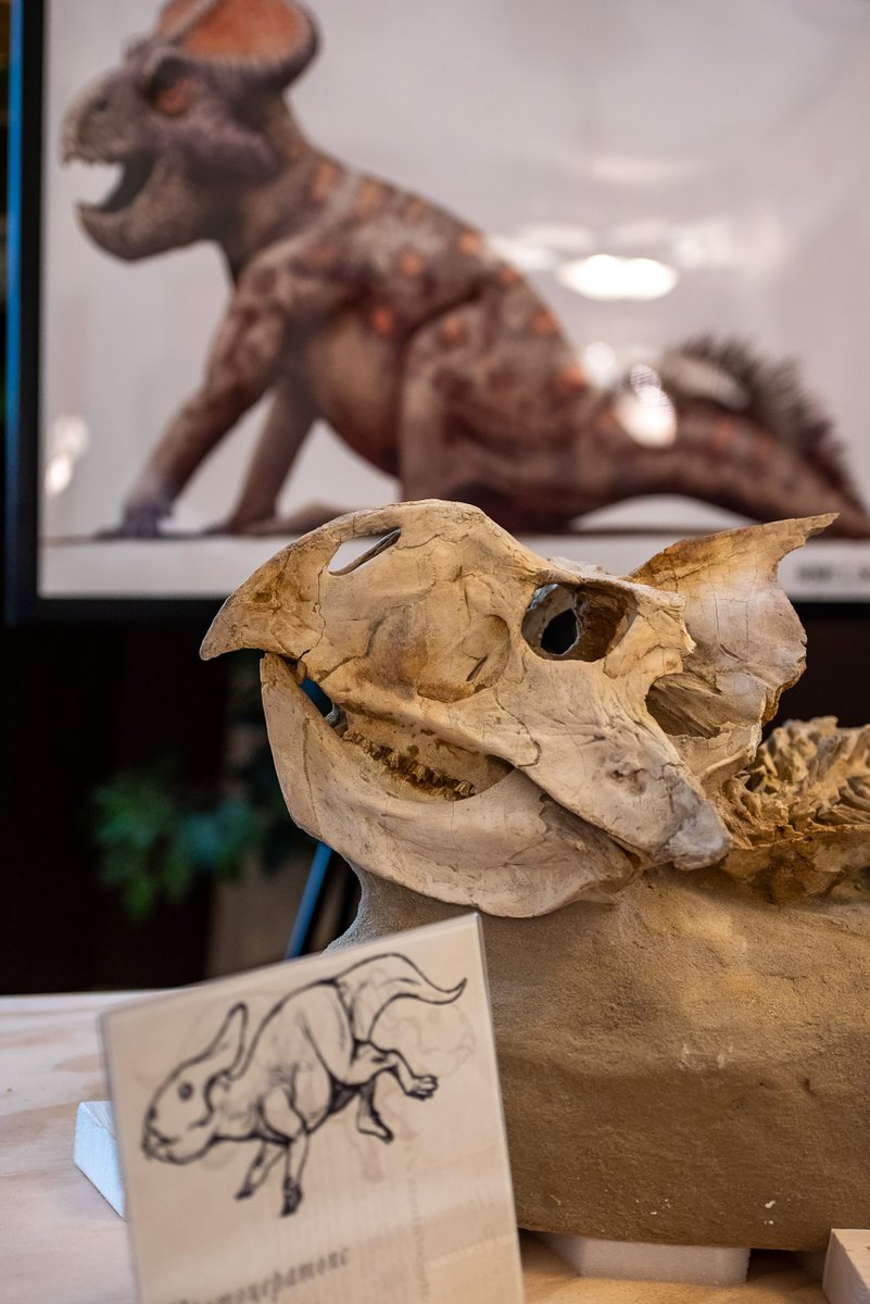Last week, #HSI returned an impressive collection of illegally imported dinosaur fossils to Mongolia’s Ambassador to the United States at a ceremony at the Library of Congress: xsm.link/e2nhcj