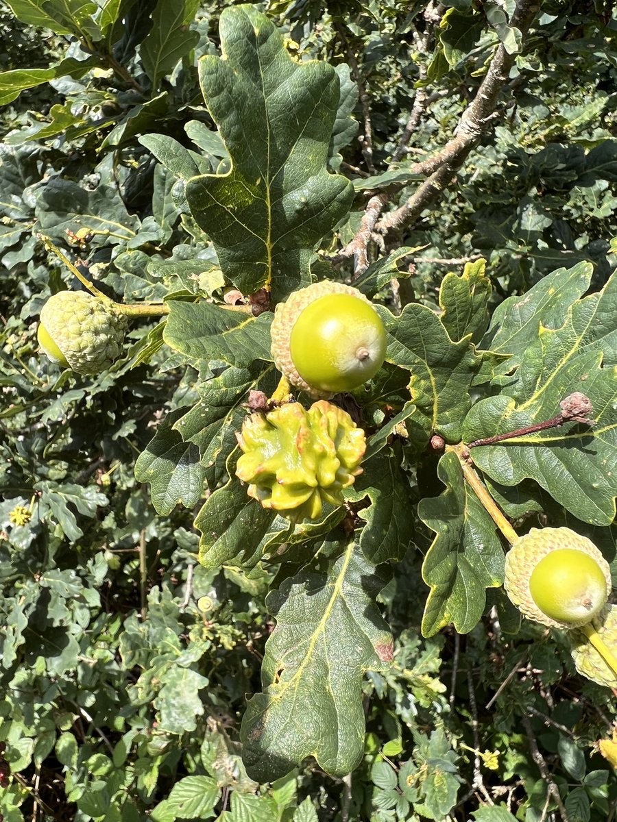 Does anyone know why there are two types of acorn on this oak tree?